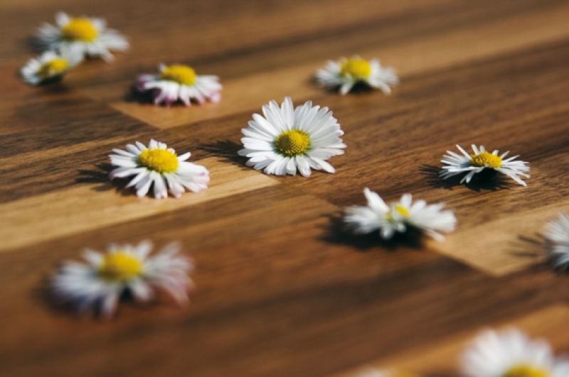 Natur Holz Boden verlegt mit Gänseblümchen
